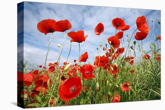 Common Poppy Growing in Oil Seed Rape Crop-null-Stretched Canvas
