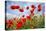 Common Poppy Growing in Oil Seed Rape Crop-null-Stretched Canvas