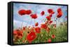 Common Poppy Growing in Oil Seed Rape Crop-null-Framed Stretched Canvas