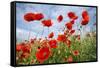 Common Poppy Growing in Oil Seed Rape Crop-null-Framed Stretched Canvas