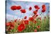 Common Poppy Growing in Oil Seed Rape Crop-null-Stretched Canvas