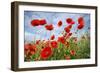 Common Poppy Growing in Oil Seed Rape Crop-null-Framed Photographic Print