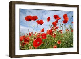 Common Poppy Growing in Oil Seed Rape Crop-null-Framed Photographic Print