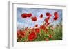 Common Poppy Growing in Oil Seed Rape Crop-null-Framed Photographic Print