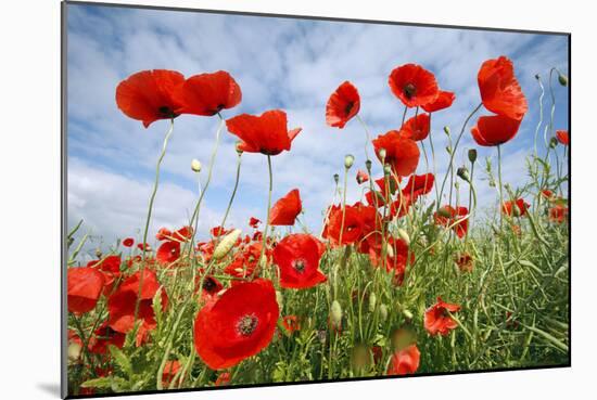 Common Poppy Growing in Oil Seed Rape Crop-null-Mounted Photographic Print