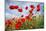 Common Poppy Growing in Oil Seed Rape Crop-null-Mounted Photographic Print