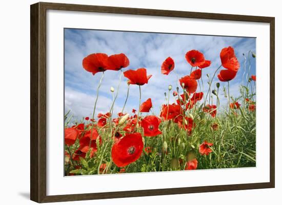 Common Poppy Growing in Oil Seed Rape Crop-null-Framed Photographic Print