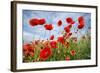 Common Poppy Growing in Oil Seed Rape Crop-null-Framed Photographic Print