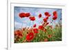 Common Poppy Growing in Oil Seed Rape Crop-null-Framed Photographic Print