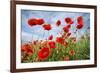 Common Poppy Growing in Oil Seed Rape Crop-null-Framed Photographic Print