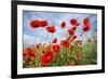 Common Poppy Growing in Oil Seed Rape Crop-null-Framed Photographic Print