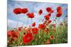 Common Poppy Growing in Oil Seed Rape Crop-null-Mounted Photographic Print