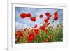 Common Poppy Growing in Oil Seed Rape Crop-null-Framed Photographic Print