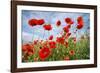 Common Poppy Growing in Oil Seed Rape Crop-null-Framed Photographic Print