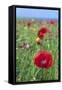 Common Poppy in Field-null-Framed Stretched Canvas