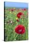 Common Poppy in Field-null-Stretched Canvas