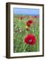 Common Poppy in Field-null-Framed Photographic Print