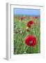 Common Poppy in Field-null-Framed Photographic Print