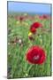 Common Poppy in Field-null-Mounted Photographic Print