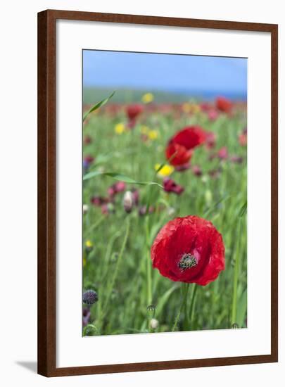 Common Poppy in Field-null-Framed Photographic Print