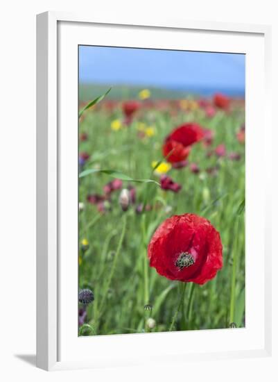 Common Poppy in Field-null-Framed Photographic Print