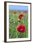 Common Poppy in Field-null-Framed Photographic Print