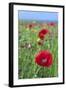 Common Poppy in Field-null-Framed Photographic Print