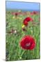 Common Poppy in Field-null-Mounted Photographic Print