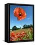 Common Poppy Individual Flower, Hertfordshire, England, UK-Andy Sands-Framed Stretched Canvas