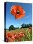 Common Poppy Individual Flower, Hertfordshire, England, UK-Andy Sands-Stretched Canvas