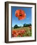 Common Poppy Individual Flower, Hertfordshire, England, UK-Andy Sands-Framed Photographic Print