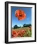 Common Poppy Individual Flower, Hertfordshire, England, UK-Andy Sands-Framed Photographic Print