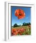 Common Poppy Individual Flower, Hertfordshire, England, UK-Andy Sands-Framed Photographic Print