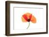 Common poppy on LED light panel-Adrian Davies-Framed Photographic Print