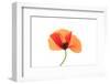 Common poppy on LED light panel-Adrian Davies-Framed Photographic Print