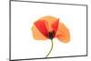 Common poppy on LED light panel-Adrian Davies-Mounted Photographic Print