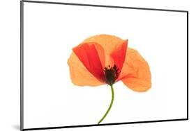 Common poppy on LED light panel-Adrian Davies-Mounted Photographic Print