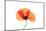 Common poppy on LED light panel-Adrian Davies-Mounted Photographic Print