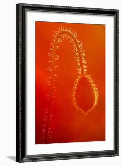 Common Poppy (Papaver Rhoeas) Bud, Polly - Porth Joke, Pentire, Newquay, Cornwall, UK, July-Ross Hoddinott-Framed Photographic Print