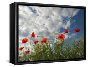 Common Poppy (Papaver Rhoeas) Flowers, France, May 2009-Benvie-Framed Stretched Canvas