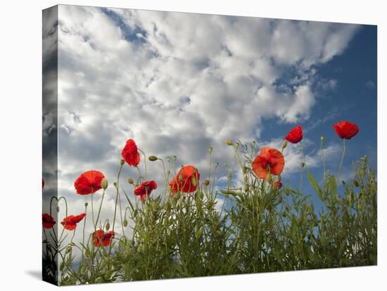 Common Poppy (Papaver Rhoeas) Flowers, France, May 2009-Benvie-Stretched Canvas