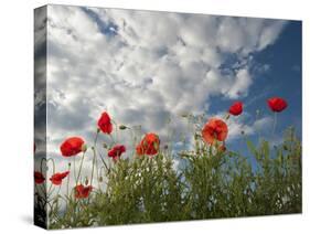 Common Poppy (Papaver Rhoeas) Flowers, France, May 2009-Benvie-Stretched Canvas