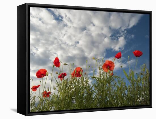 Common Poppy (Papaver Rhoeas) Flowers, France, May 2009-Benvie-Framed Stretched Canvas