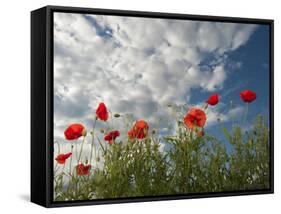 Common Poppy (Papaver Rhoeas) Flowers, France, May 2009-Benvie-Framed Stretched Canvas