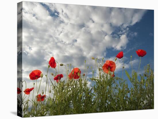 Common Poppy (Papaver Rhoeas) Flowers, France, May 2009-Benvie-Stretched Canvas