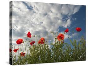 Common Poppy (Papaver Rhoeas) Flowers, France, May 2009-Benvie-Stretched Canvas