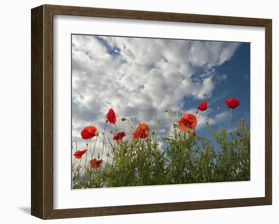 Common Poppy (Papaver Rhoeas) Flowers, France, May 2009-Benvie-Framed Photographic Print