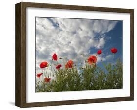 Common Poppy (Papaver Rhoeas) Flowers, France, May 2009-Benvie-Framed Photographic Print