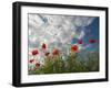 Common Poppy (Papaver Rhoeas) Flowers, France, May 2009-Benvie-Framed Photographic Print