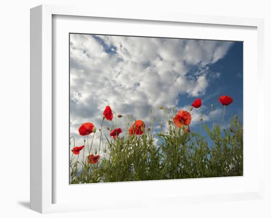 Common Poppy (Papaver Rhoeas) Flowers, France, May 2009-Benvie-Framed Photographic Print